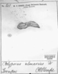 Polyporus ulmarius image